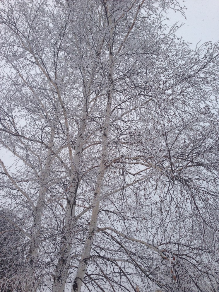 The birch tree in our yard is glistening with fresh snow crystals. 