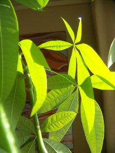The sunlight filtered through the windows today and my houseplants were sponges as they soaked up the joyful rays. 