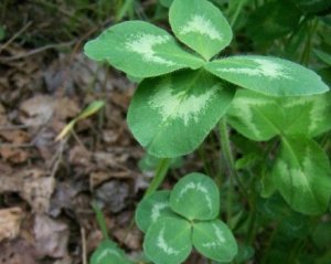 Mike and I found two four leaf clovers when hiking the Heritage Trail in Negaunee in June of 2009. I seek out this image often for inspiration. 