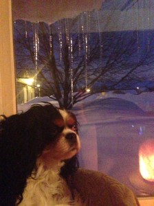 Phoebe eagerly awaits the return of spring.