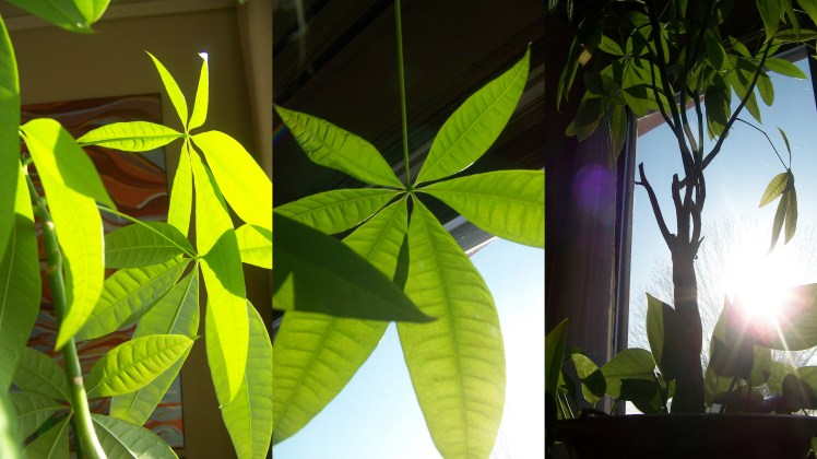 St. Patrick's Day Collage