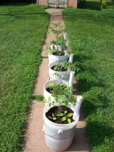 The self-watering containers that Mike built me for five tomato plants. They water from underneath.
