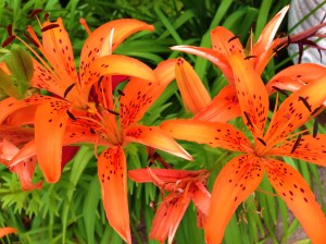 Lilies from my garden.