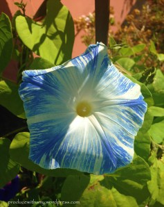 The morning glories that my mom planted from seed for me started blooming last week.
