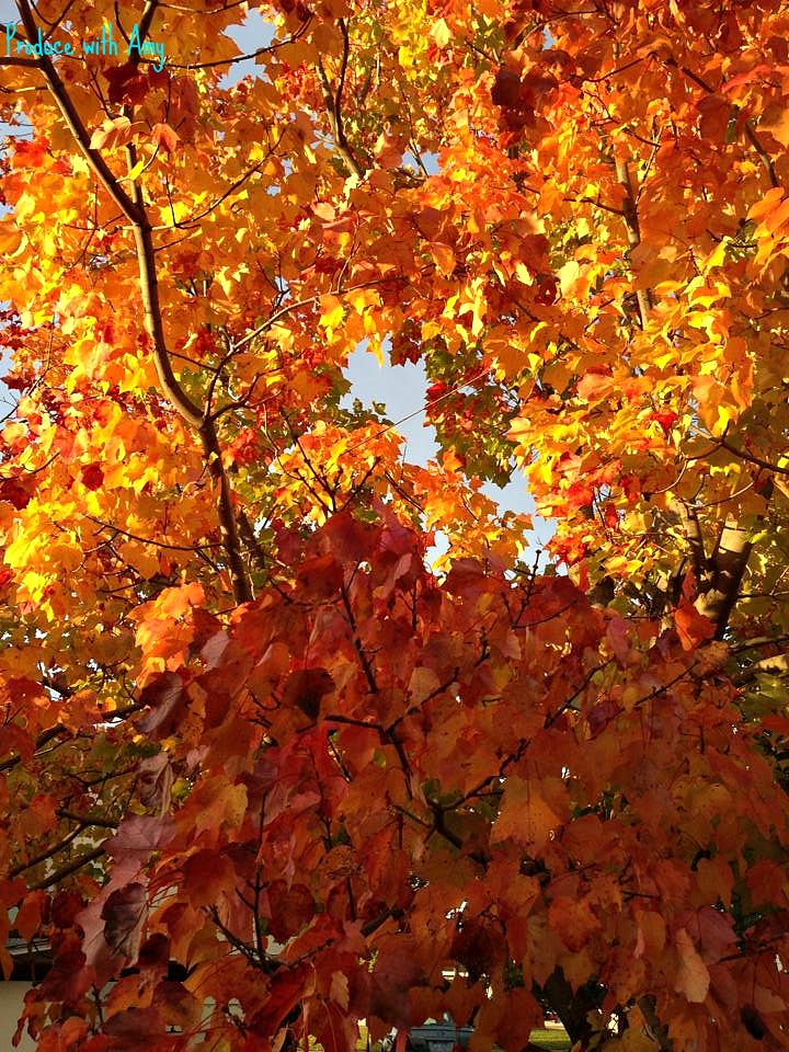 A tree in our neighbor's backyard.