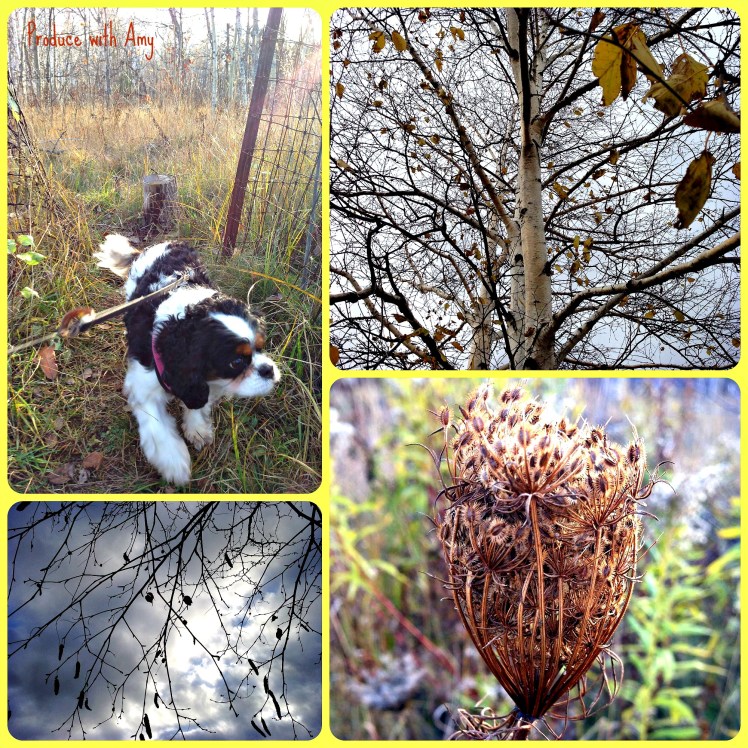 I have been enjoying Autumn walks with Phoebe. 
