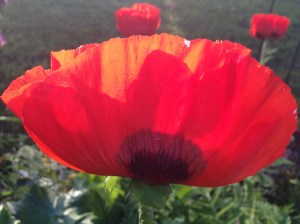 A poppy from my summer garden
