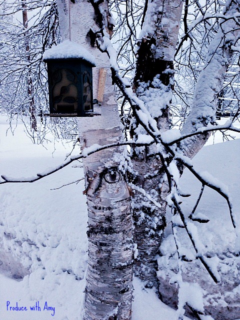 Birdfeeder and Birches