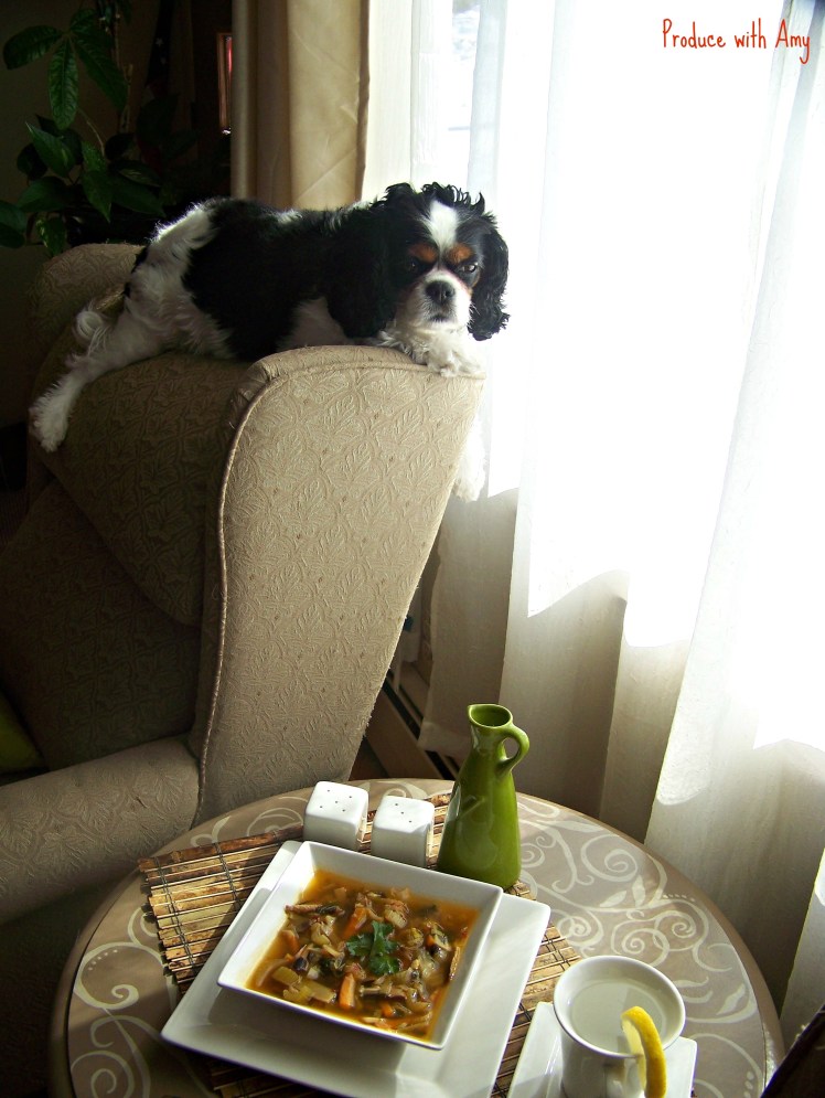 Our Cavalier King Charles Phoebe is my photo assistant.