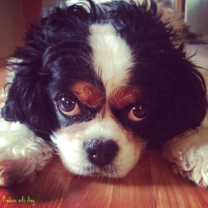 Our Phoebe is confused as to why I am home and my presence seems to be interrupting her beauty sleep. She is wary to sleep too deeply because she may miss something exciting.