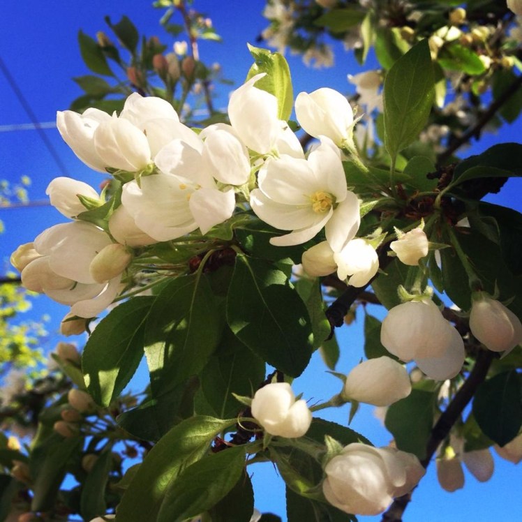 Our neighborhood is bursting with spring! 