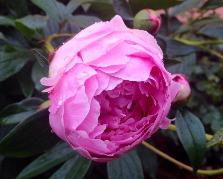My light pink peonies loved today's rain and started to unfurl.