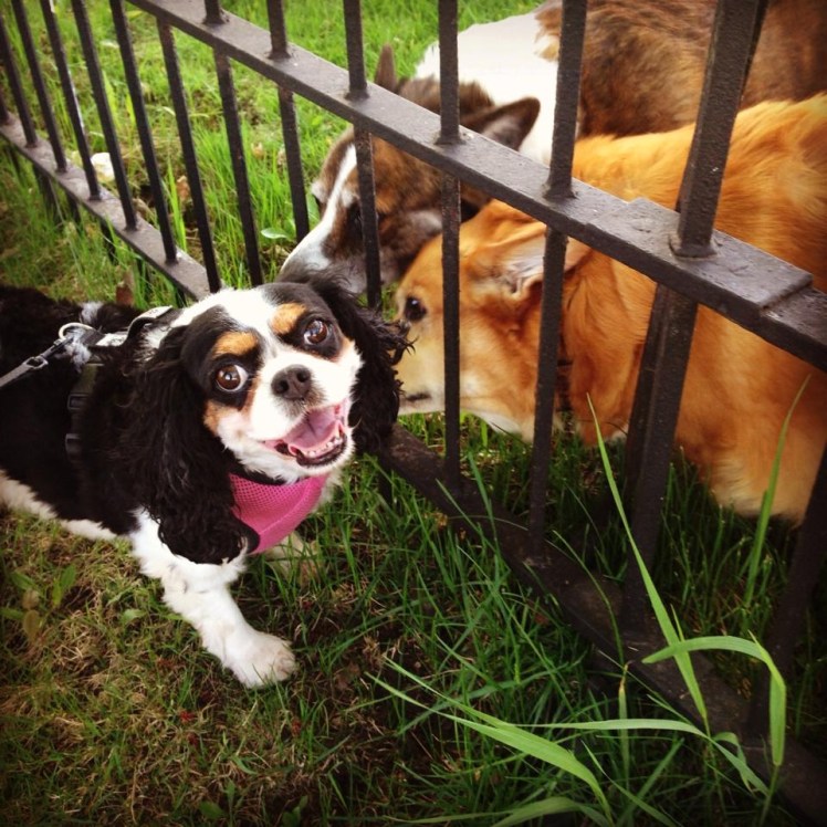 Phoebe met two adorable Corgis down the street from our house. 