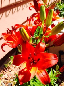 Orange Lilies