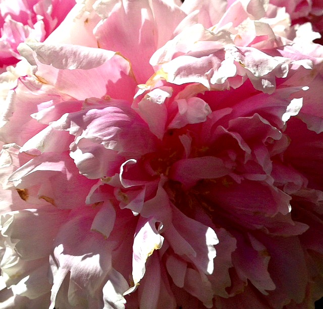 Pink Peony