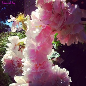 The last of the peonies.