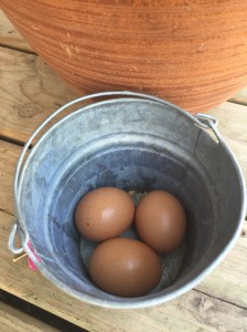 Our free-range eggs from our sweet little hens.