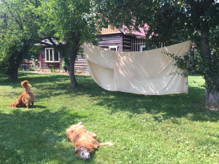 The best of summer: lazy dogs and sheets on the line.