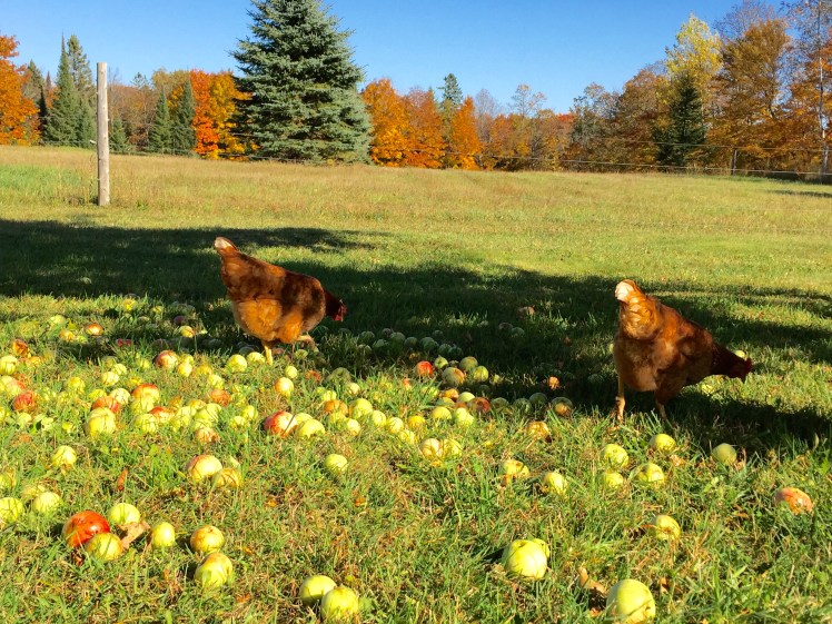 Our hens love to feast on the fallen apples.