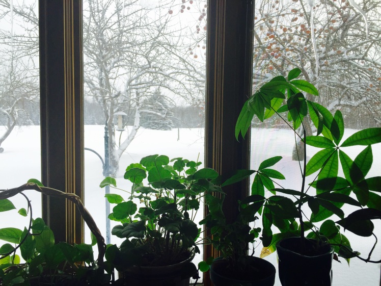 In spite of the snow and cold, our days are getting longer and our plants are flourishing from the increase in light. 