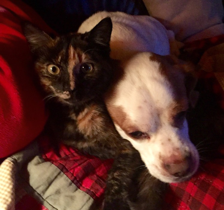 Our kitten Trixie is getting big and Louie loves her so much. Not only do they snuggle together but he growls at the other dogs when they get "too close" to her. 