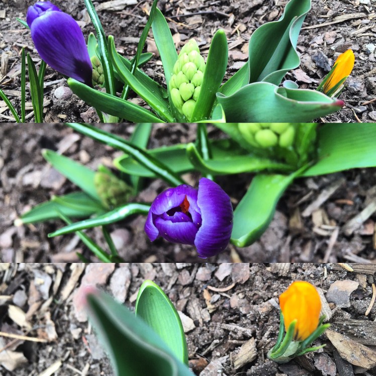 Finally the sign of spring that I was looking for in our yard. The bulbs that I planted in the fall are starting to awaken. 