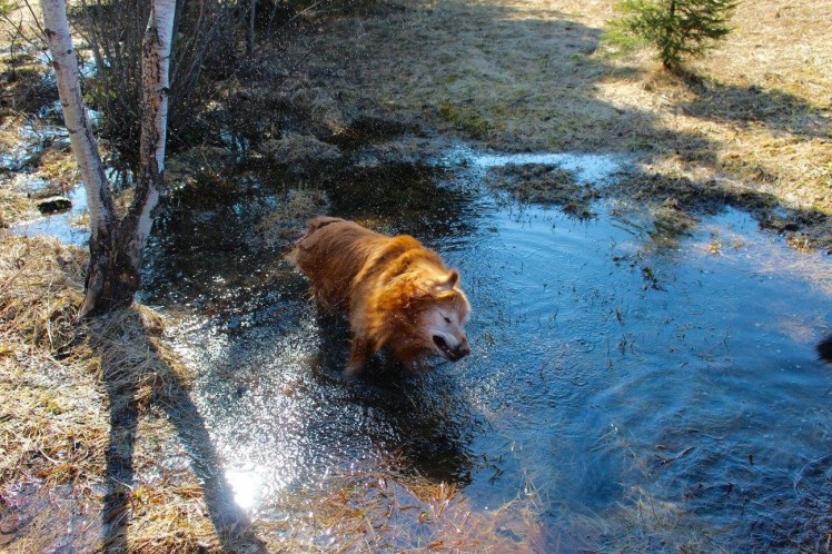 The dogs loved taking a dip too. I love this photo of Ollie. He looks like a lion but he is as gentle as a lamb. 