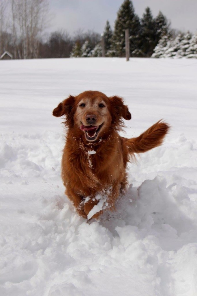 Our sweet golden retriever Gracie does not let anything get her down. Look at that smile!