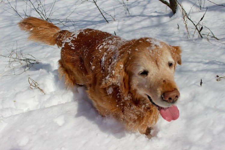 Ollie, like his sister Gracie, also loves the snow.