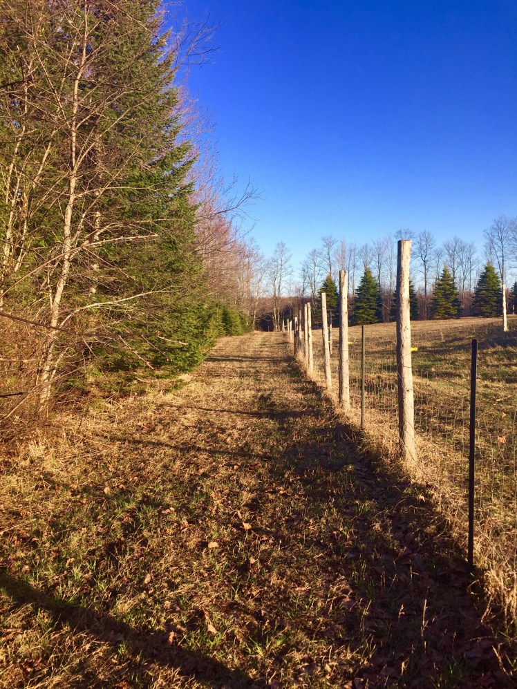 The fresh air is intoxicating. I LOVE SPRING!