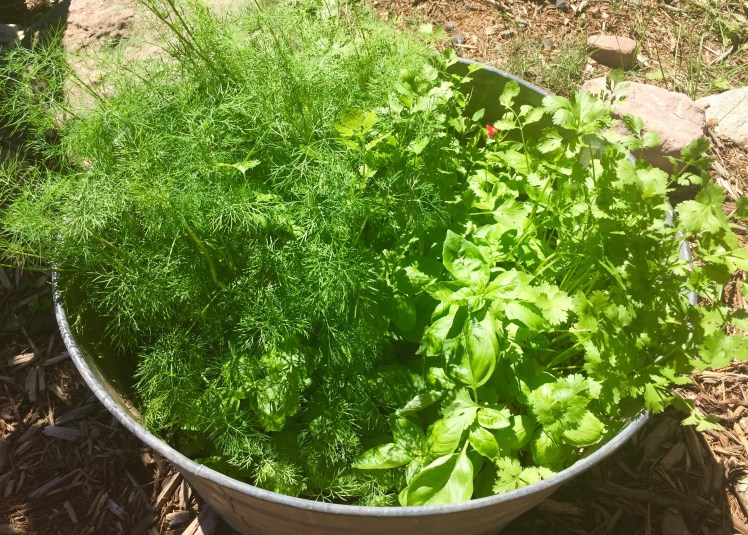 Lukas helped me plant basil, dill, and cilantro in an old tin tub and it is flourishing!