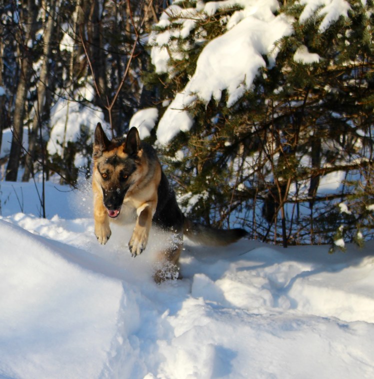 I cannot believe how much energy Meesha has!