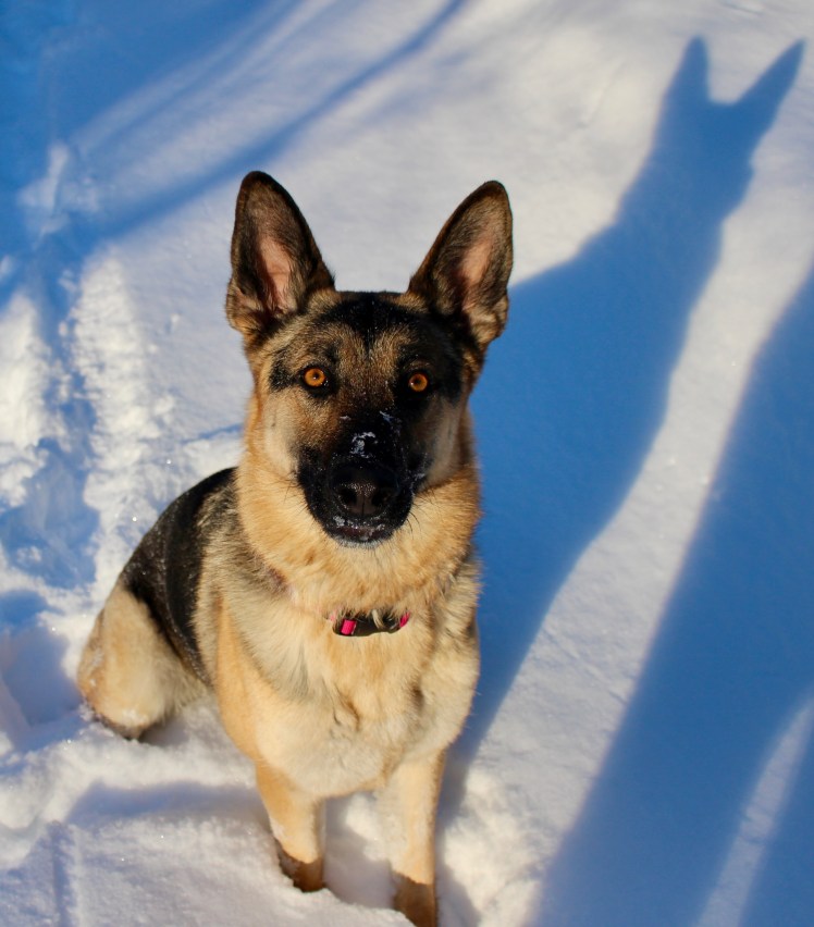 Meesha is the latest member of our family. <3