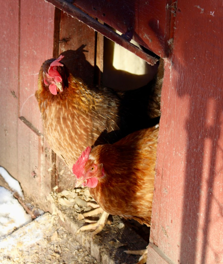 On sunny days we open up the chicken coop so our sweet hens can sun themselves. 