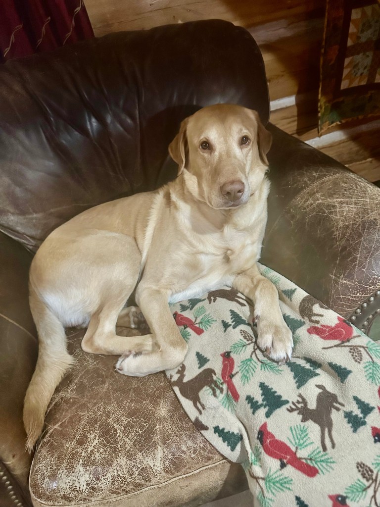 K9 Odin watching me cook and looking longingly at the pork chops. 